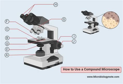 Image result for How Compound Microscope Works