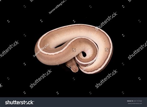 Toradh íomhá ar Royal Python Morph