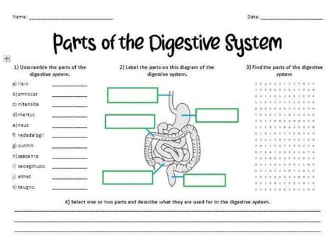 Image result for Digestive System Lab Answers Key