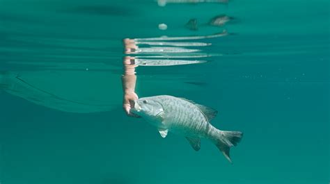 Image result for Best Bass Fishing Line