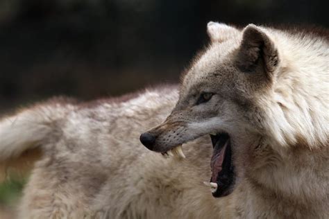 Image result for Wolves Growling