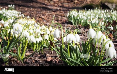 Résultat d’images pour Snowdrop Spring Flowers