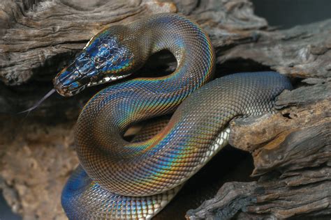Image result for Rainbow Python Snake