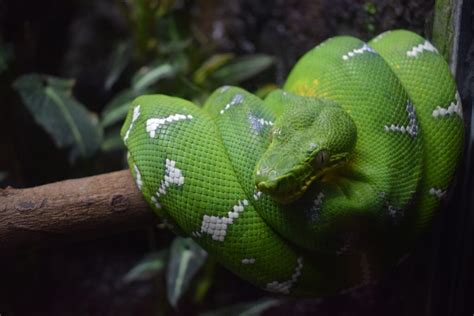 Image result for Emerald Tree Boa Habitat