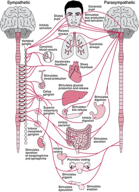 Image result for Autonomic Nervous System Model