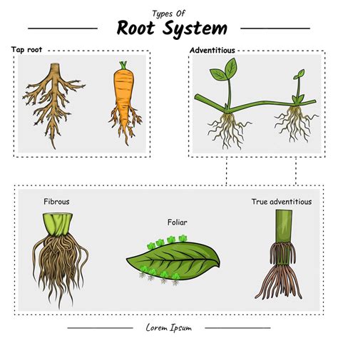 Image result for Root System