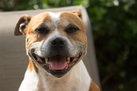 Pibble Using Computer に対する画像結果