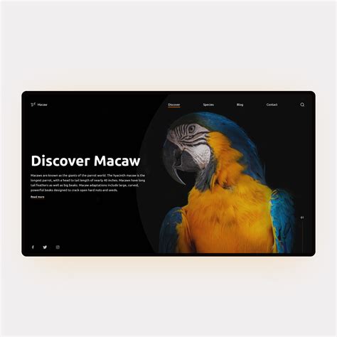 Image result for Macaw Web Design Software