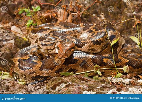 Image result for Indian Rock Python