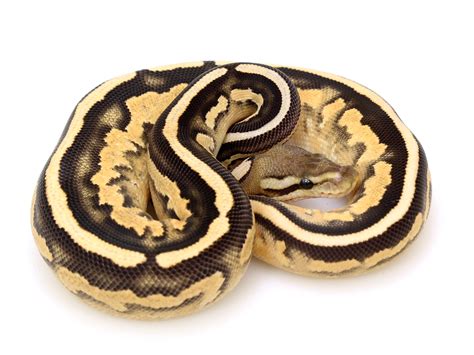 Résultat d’images pour Lesser Specter Ball Python