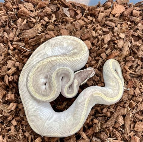 Toradh íomhá ar Super Enchi Ball Python