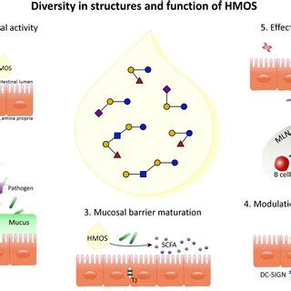 Afbeeldingsresultaten voor Schematic of Function Structure