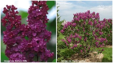17 Different Types of Lilac Trees & Identifying Features