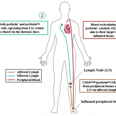 Image result for Recirculation Body