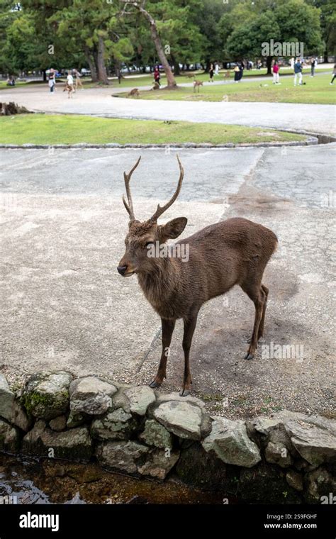 Image result for Nara Japan Deer Map