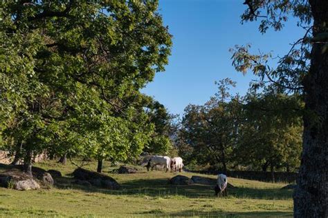 Image result for Small Landscape for Animal