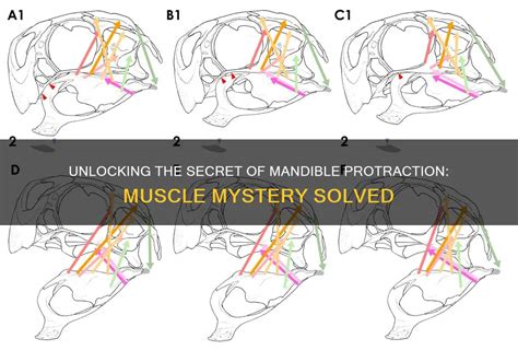 Protraction of the Mandible Muscles に対する画像結果