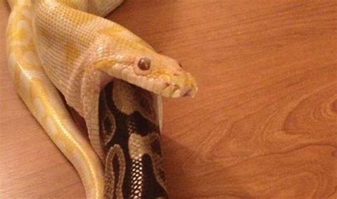 PAVAN MICKEY: Hungry Python Eating Another Python