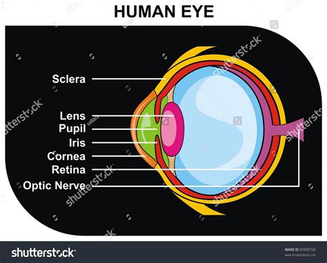 Image result for Human Eye Retina Diagram