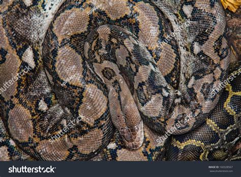 Image result for Burmese Python Cincinnati Zoo