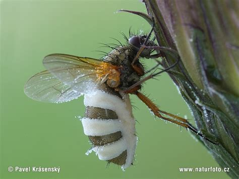 Image result for Insect