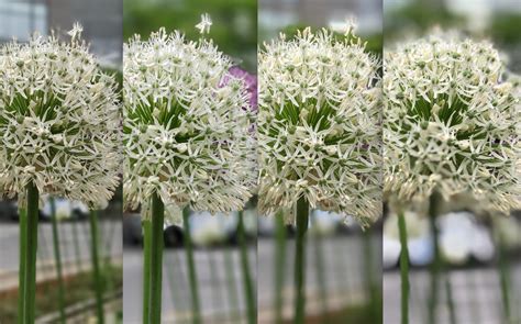 One Plus 6 3G Picture Quality に対する画像結果