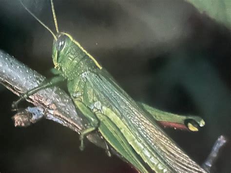 Image result for Grasshopper Farming