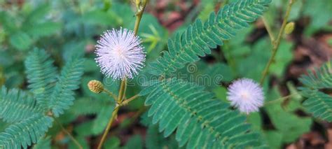 Image result for The Touch Me Not Plant in the Bahamas