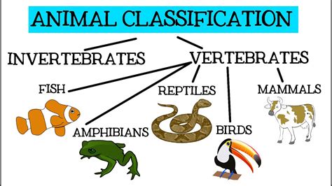 Image result for Vertebrate Classification