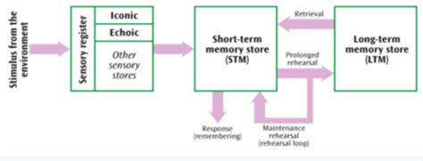 Image result for Multi-Store Model of Memory