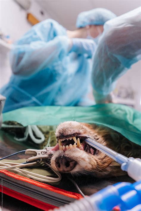 Image result for Dog On Operating Table