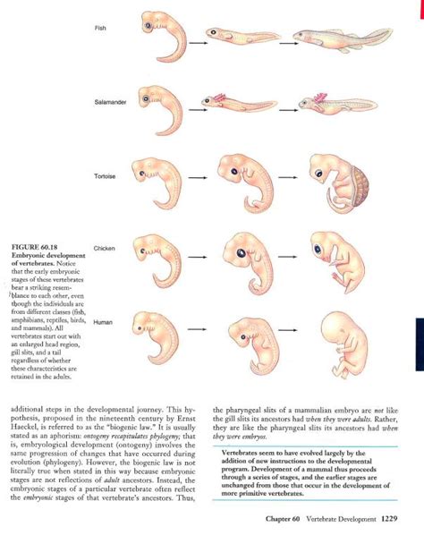 Image result for Vertebrate Embryo Development
