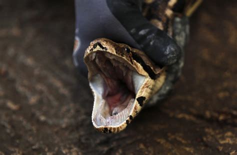 Image result for Acbar Snake Python