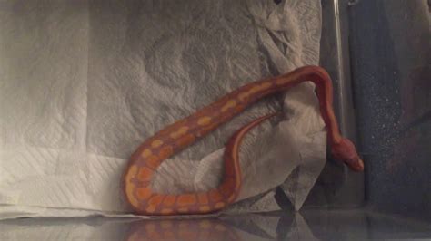 Image result for Ball Python Mites