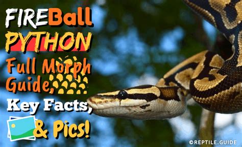 Toradh íomhá ar Ball Python Fire