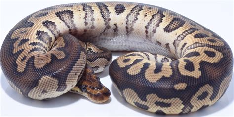 Image result for Ball Python Sable