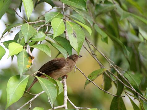 Image result for Red-Eyed Bulbul