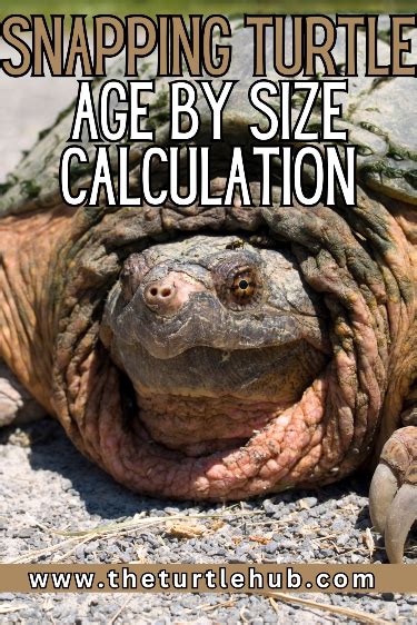 Image result for Snapping Turtle Size
