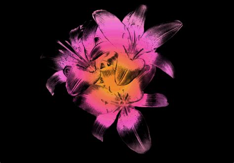 Toradh íomhá ar Lily Brush