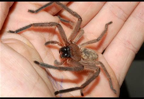 Image result for Huntsman Spider Arizona