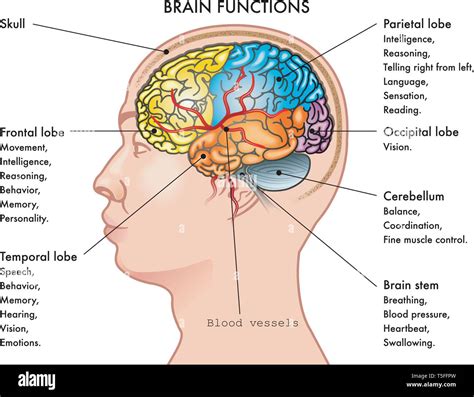 Image result for Brain Function