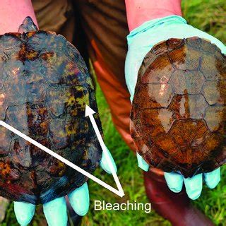 Image result for Box Turtle Shell Damage ROM Fungi