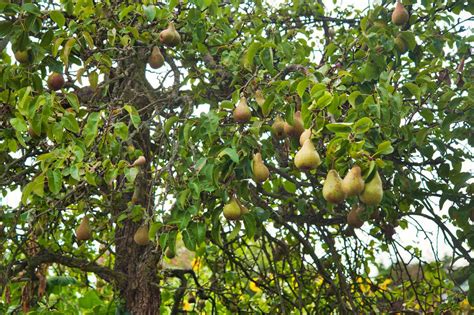 Image result for Bartlet Pear Tree Template