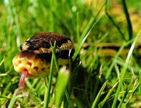 Image result for Cute Brown Python