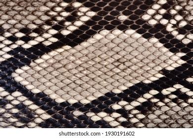 Image result for Close Up of Python Skin