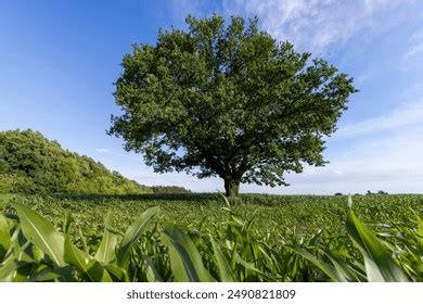 Image result for Old Oak Tree in a Field