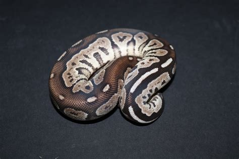 Image result for Super Fire Axanthic Ball Python
