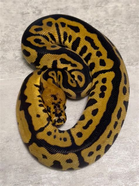 Image result for Batman Ball Python Combination