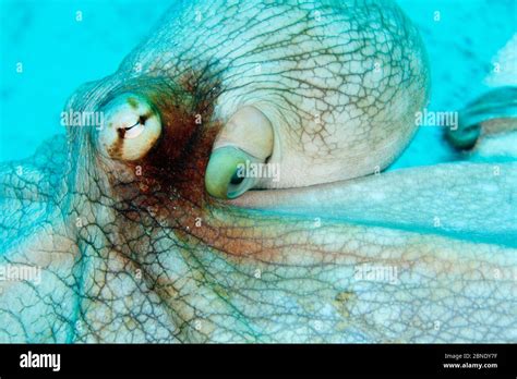 Image result for Octopus Siphon