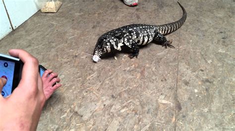 Image result for Lizard Eating Mouse